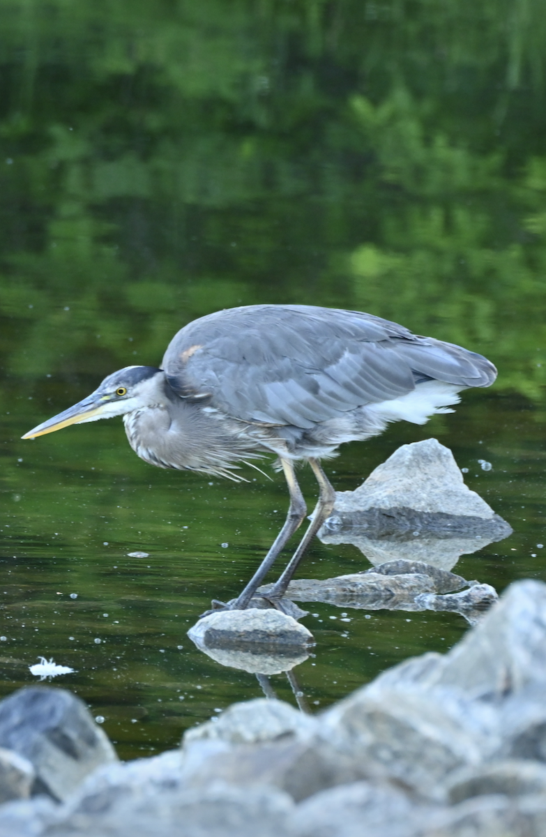 Great Blue Heron - ML620487611