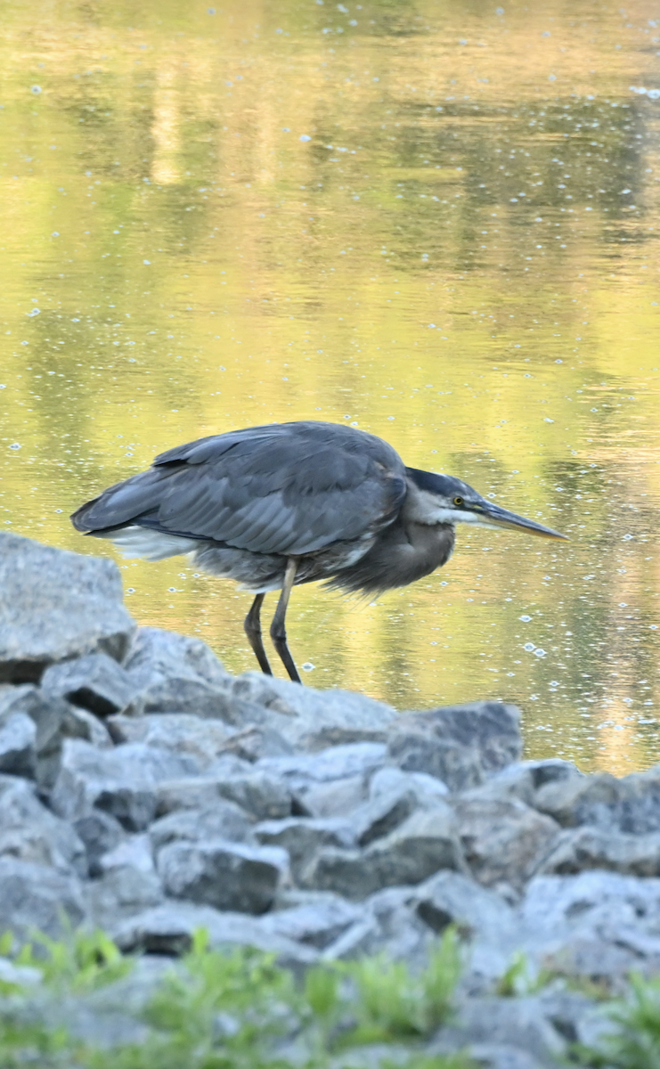 Great Blue Heron - ML620487614