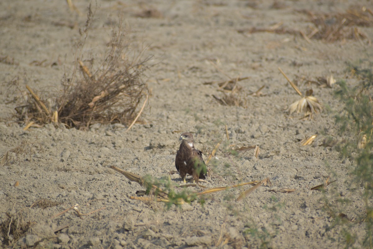 Black Kite - ML620487615