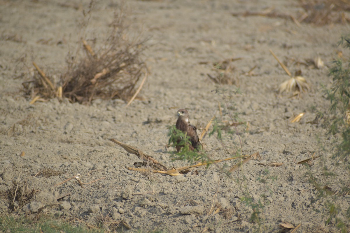 Black Kite - ML620487617