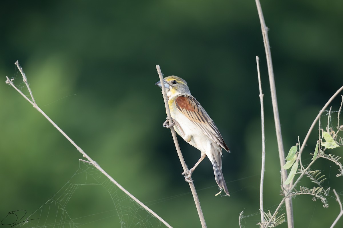 Dickcissel - ML620487630