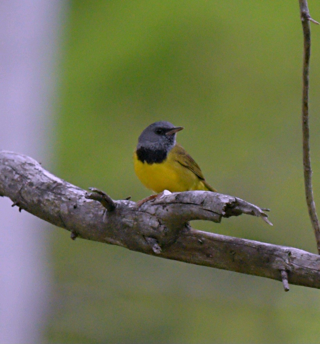 Mourning Warbler - Crystal Kirkman