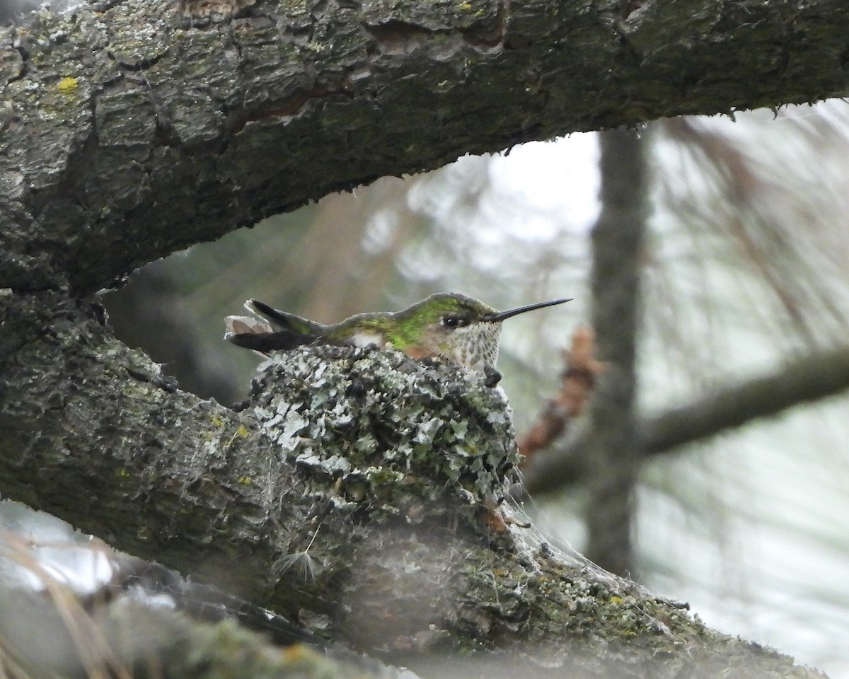 Black-chinned Hummingbird - ML620487633