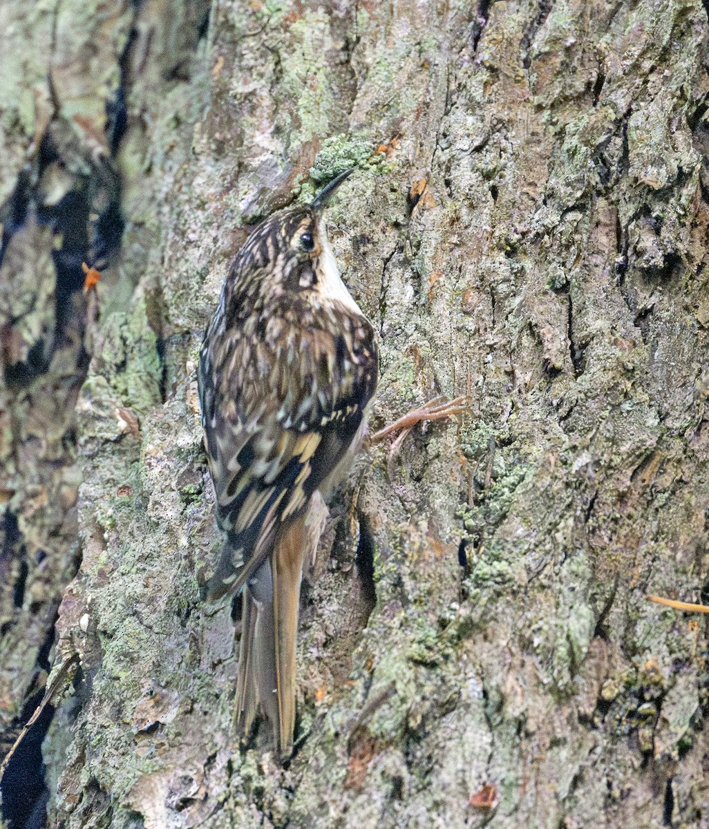 Brown Creeper - ML620487639