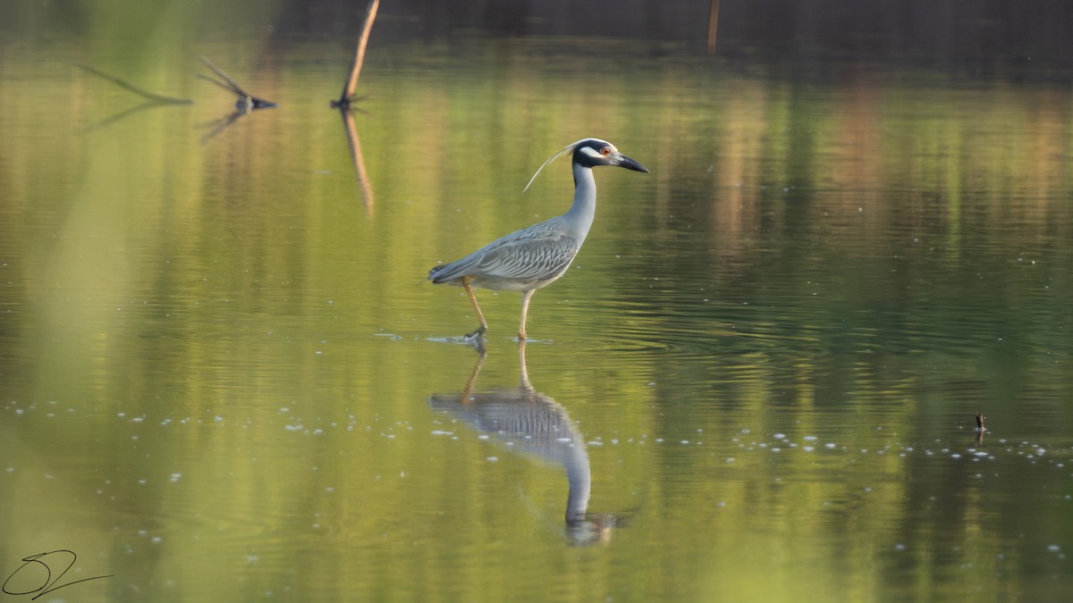 Yellow-crowned Night Heron - ML620487640