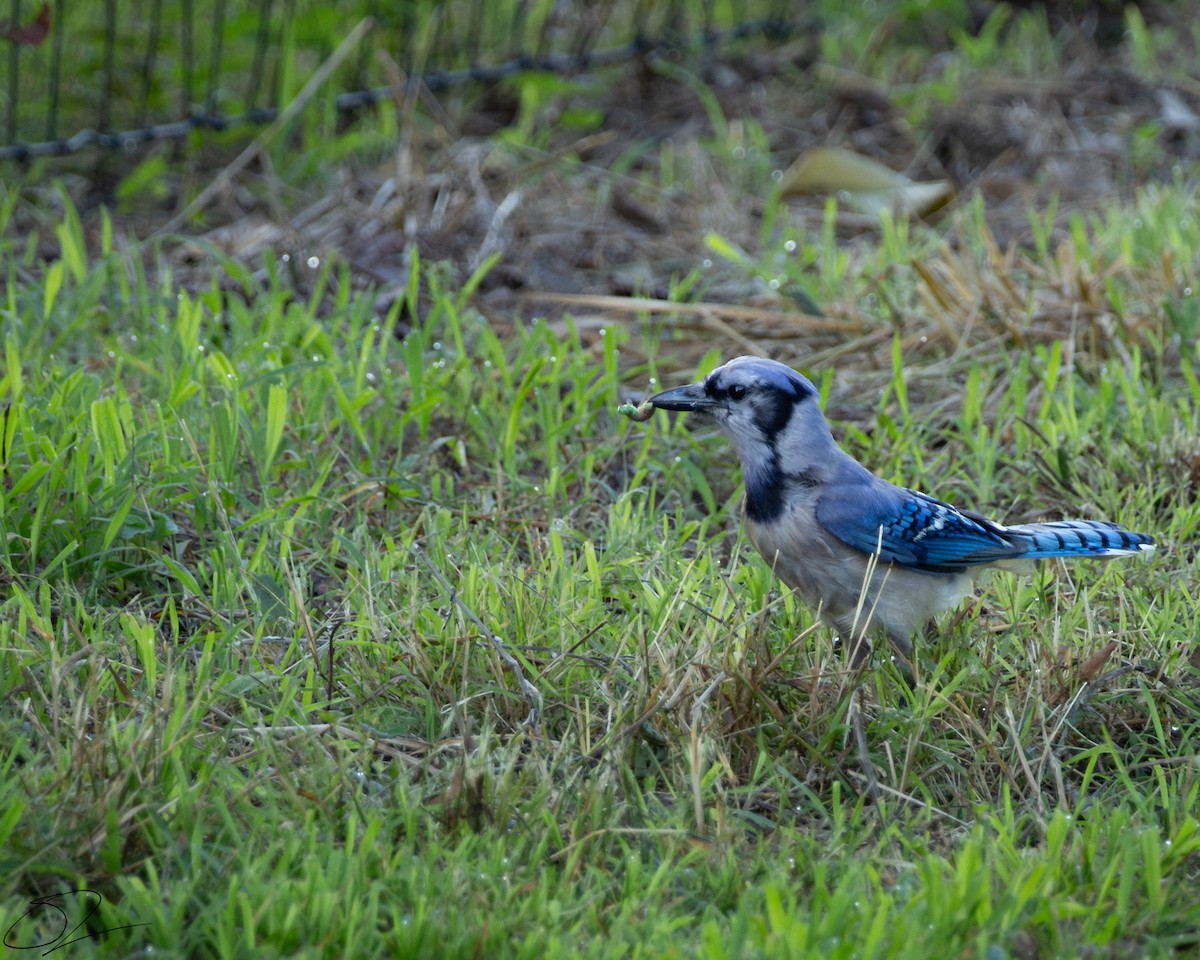 Chara Azul - ML620487643