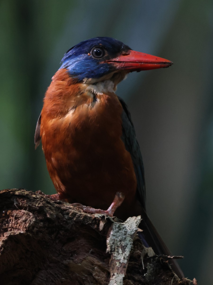 Green-backed Kingfisher - Fadzrun A.