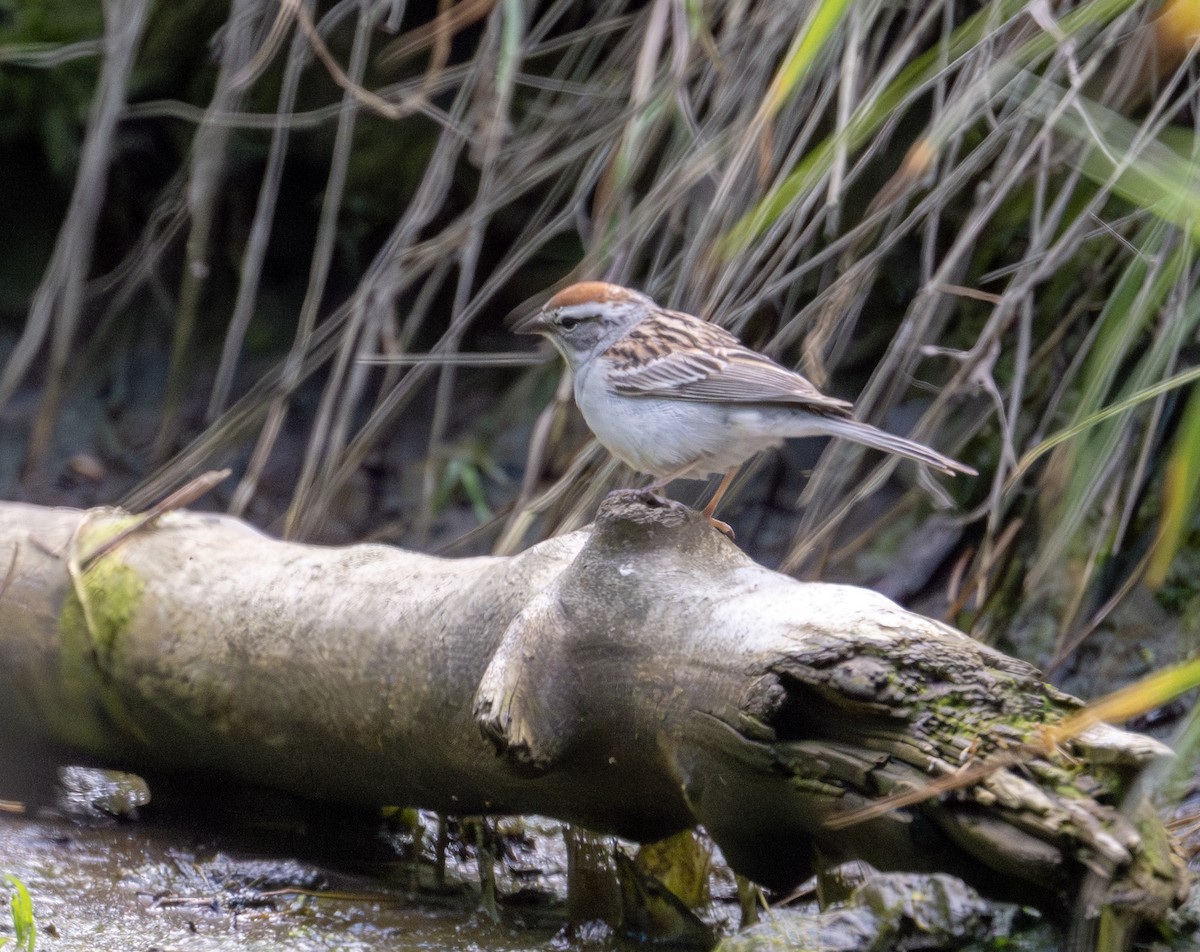 Chipping Sparrow - ML620487651