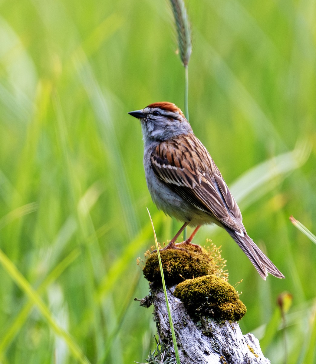 Chipping Sparrow - ML620487652