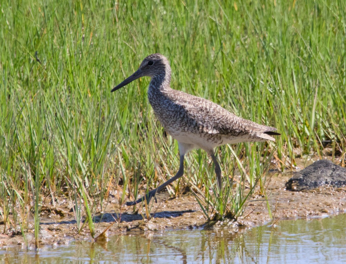 Willet - ML620487653