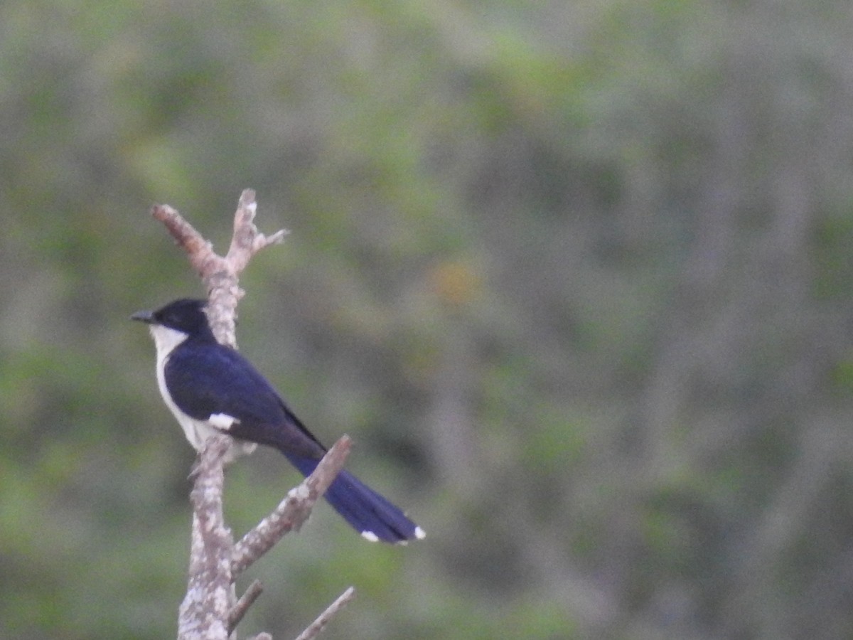 Pied Cuckoo - ML620487655