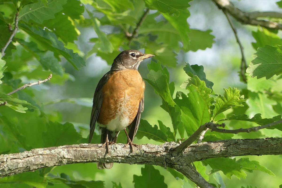 American Robin - ML620487656