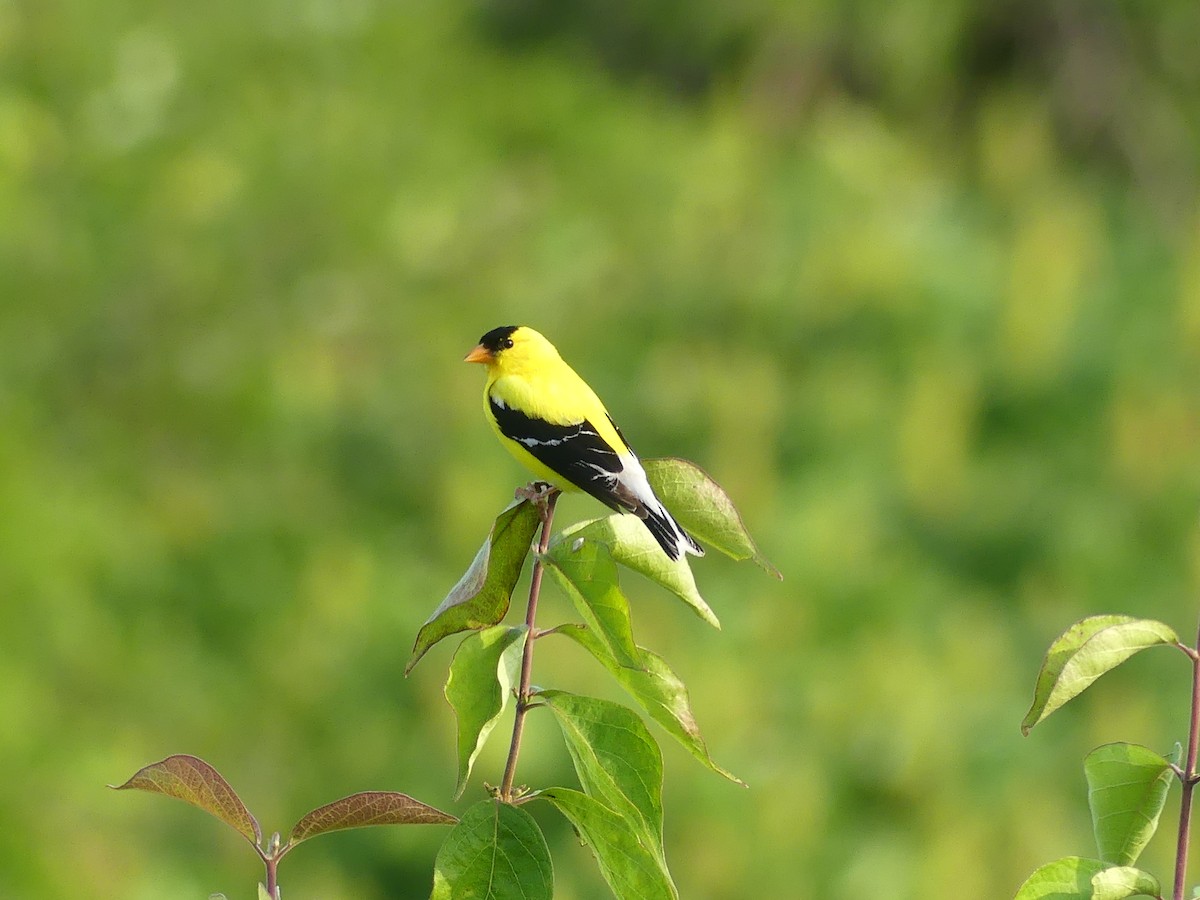 American Goldfinch - ML620487659