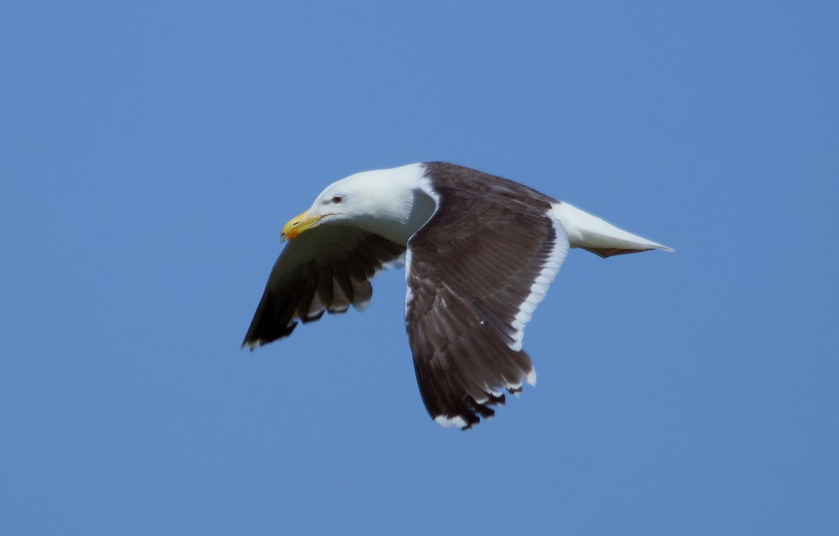 Great Black-backed Gull - Alan Desbonnet