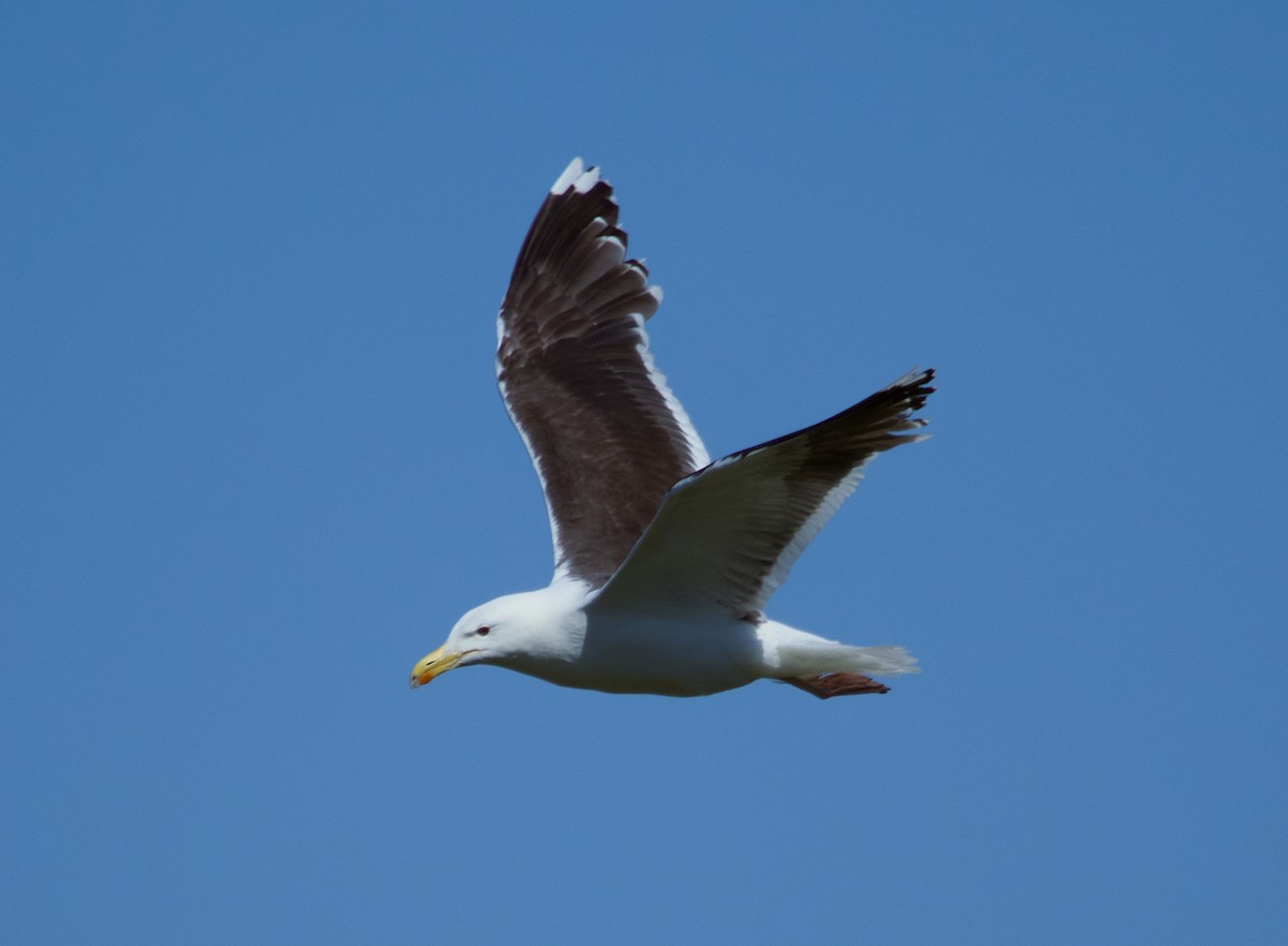 Great Black-backed Gull - ML620487662