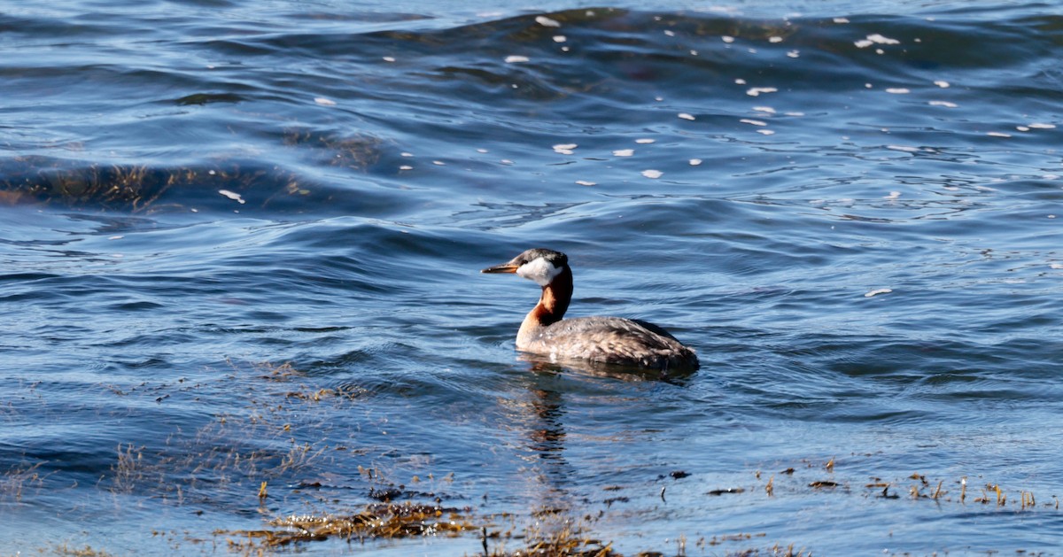 Red-necked Grebe - ML620487664