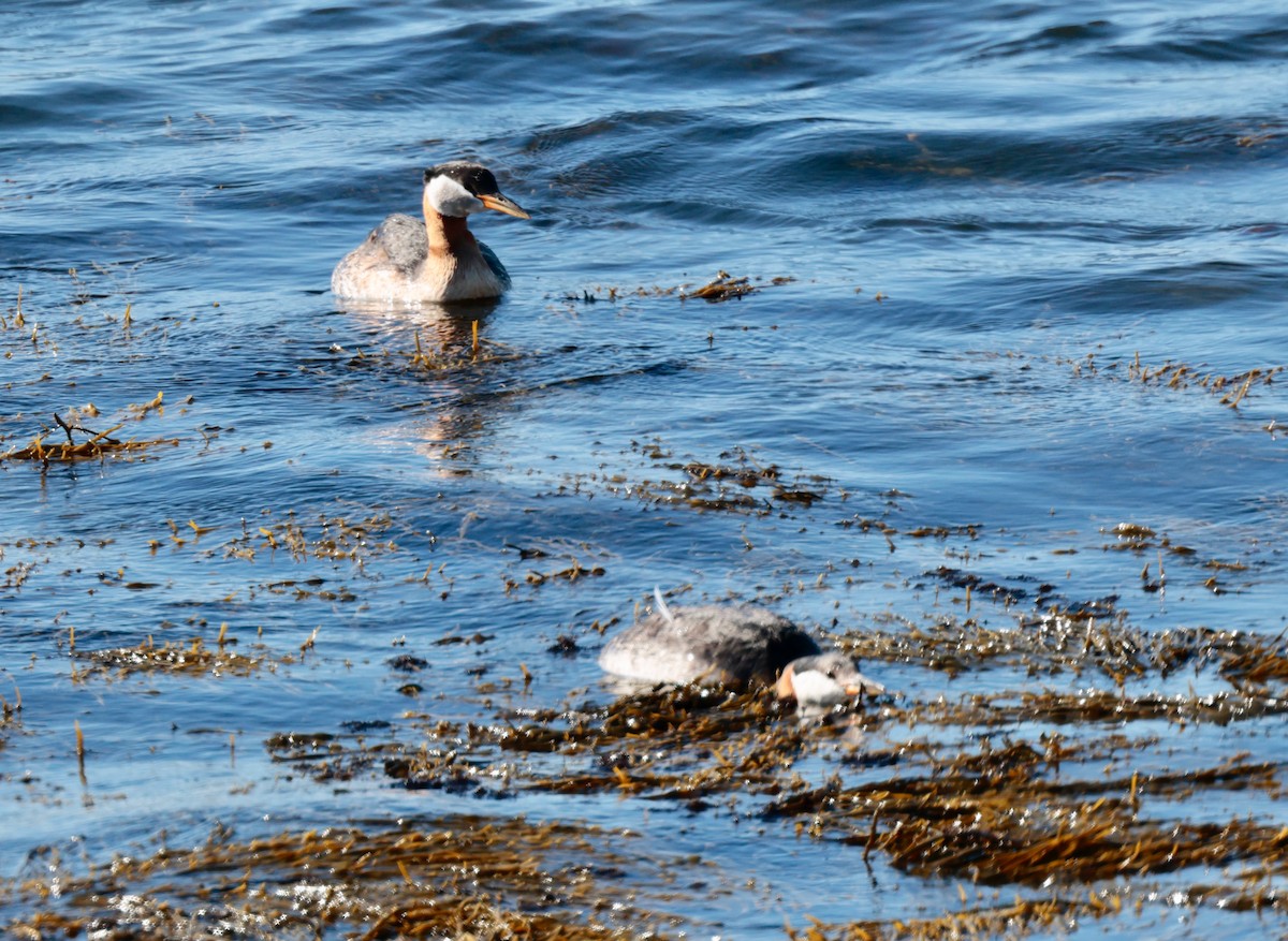 Red-necked Grebe - ML620487665