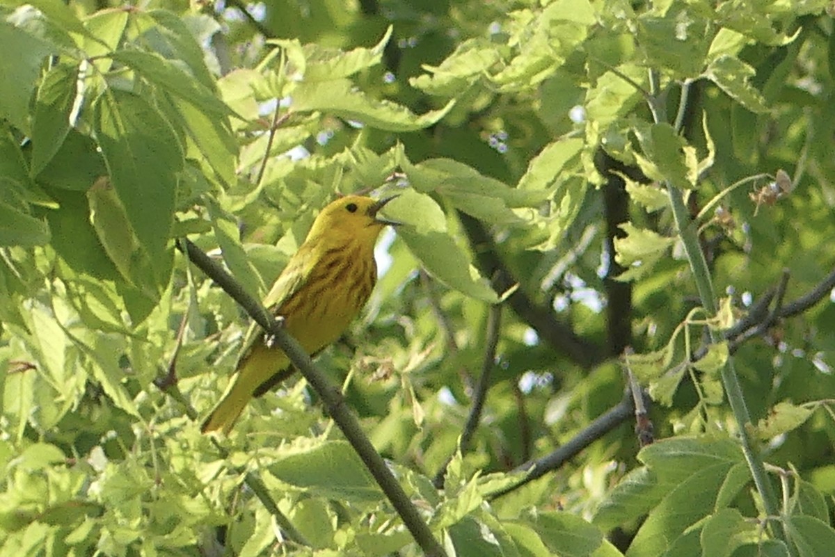 Yellow Warbler - ML620487667