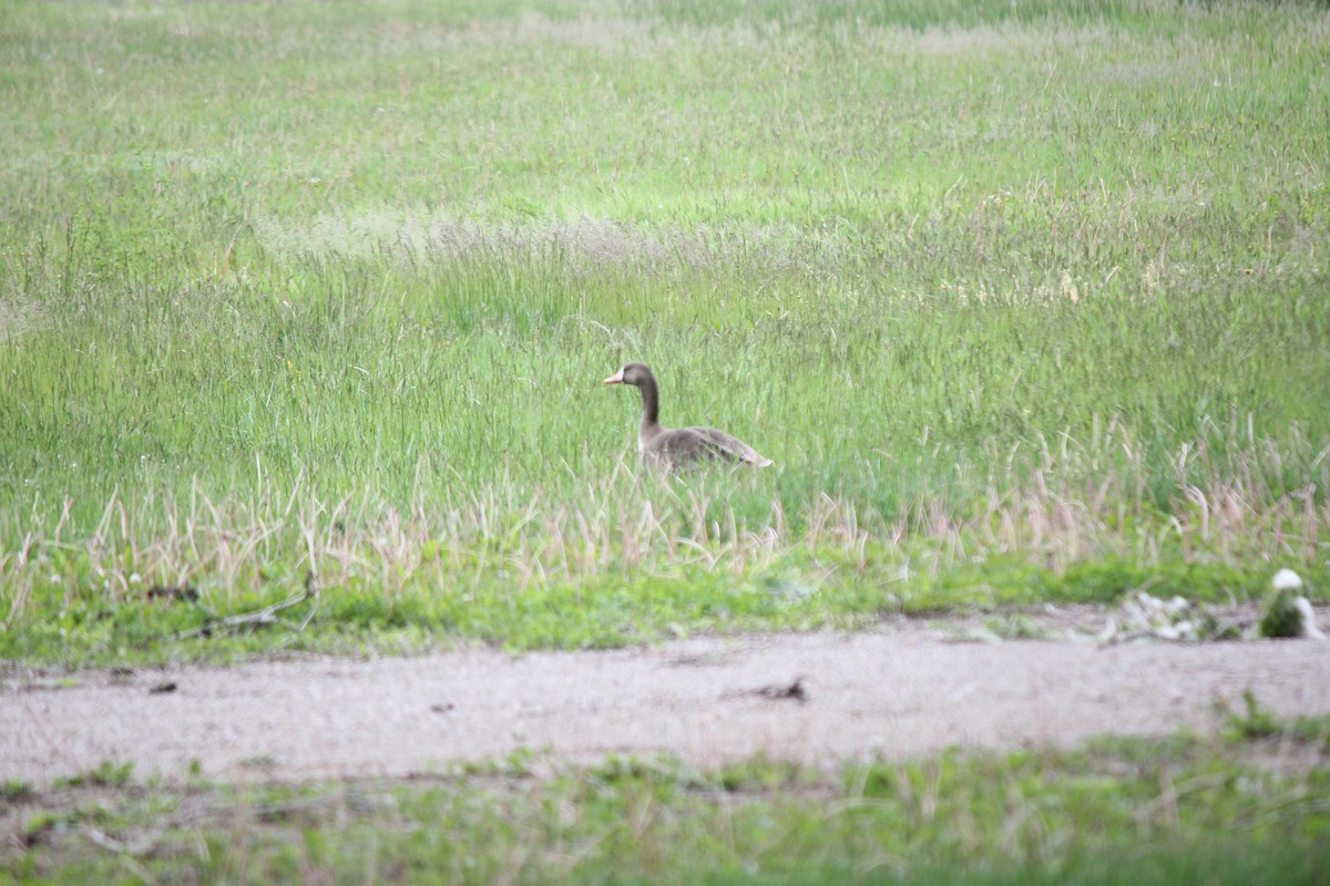 Greater White-fronted Goose - ML620487669