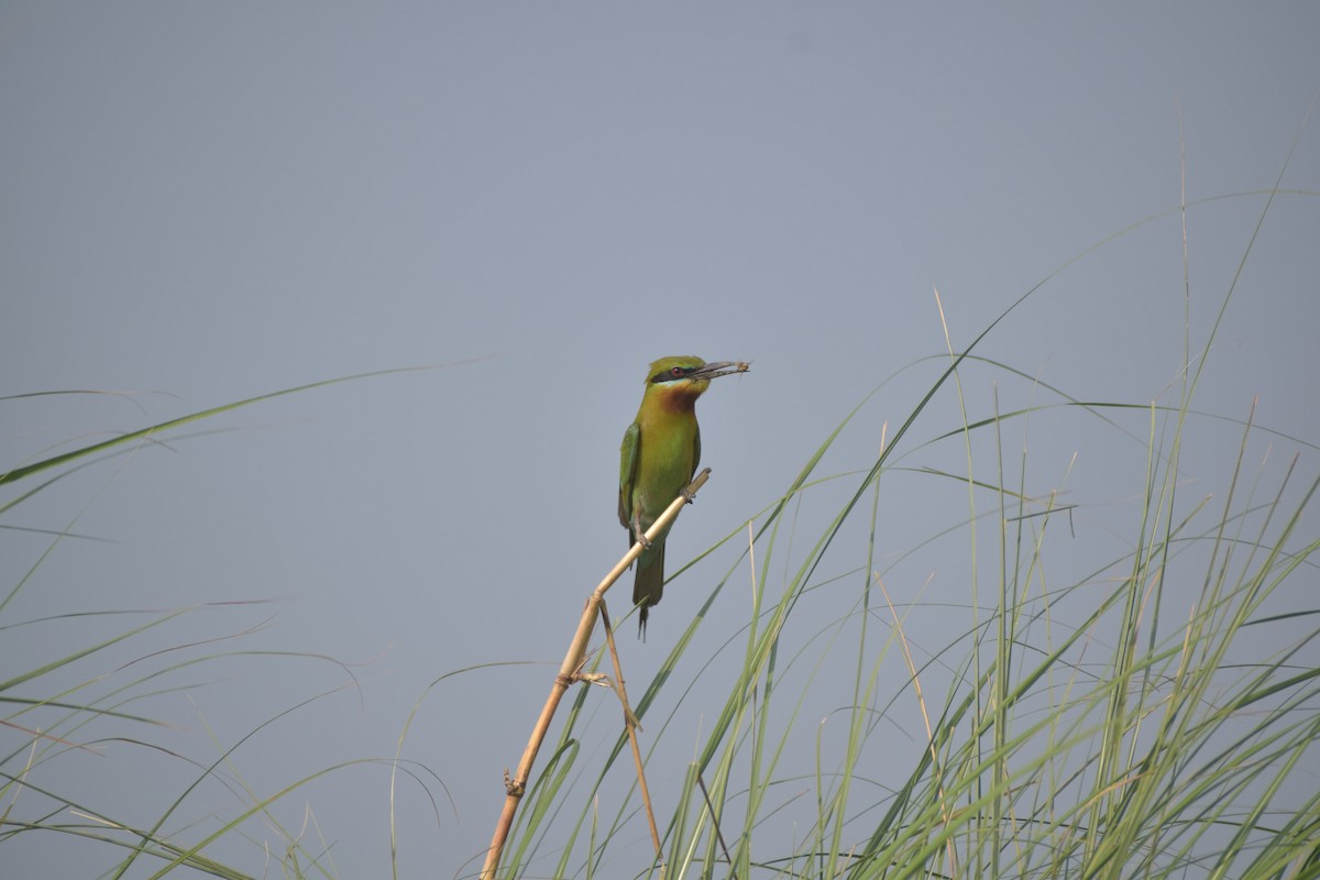 Blue-tailed Bee-eater - ML620487672