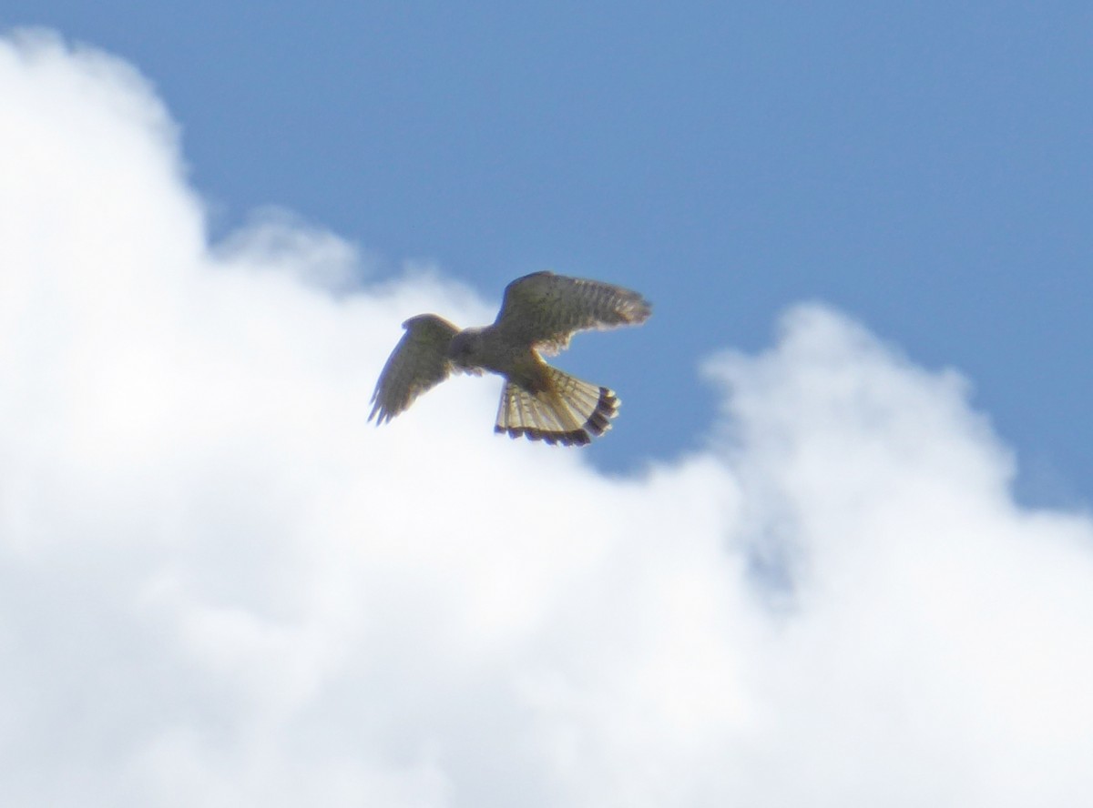 Eurasian Kestrel - ML620487673