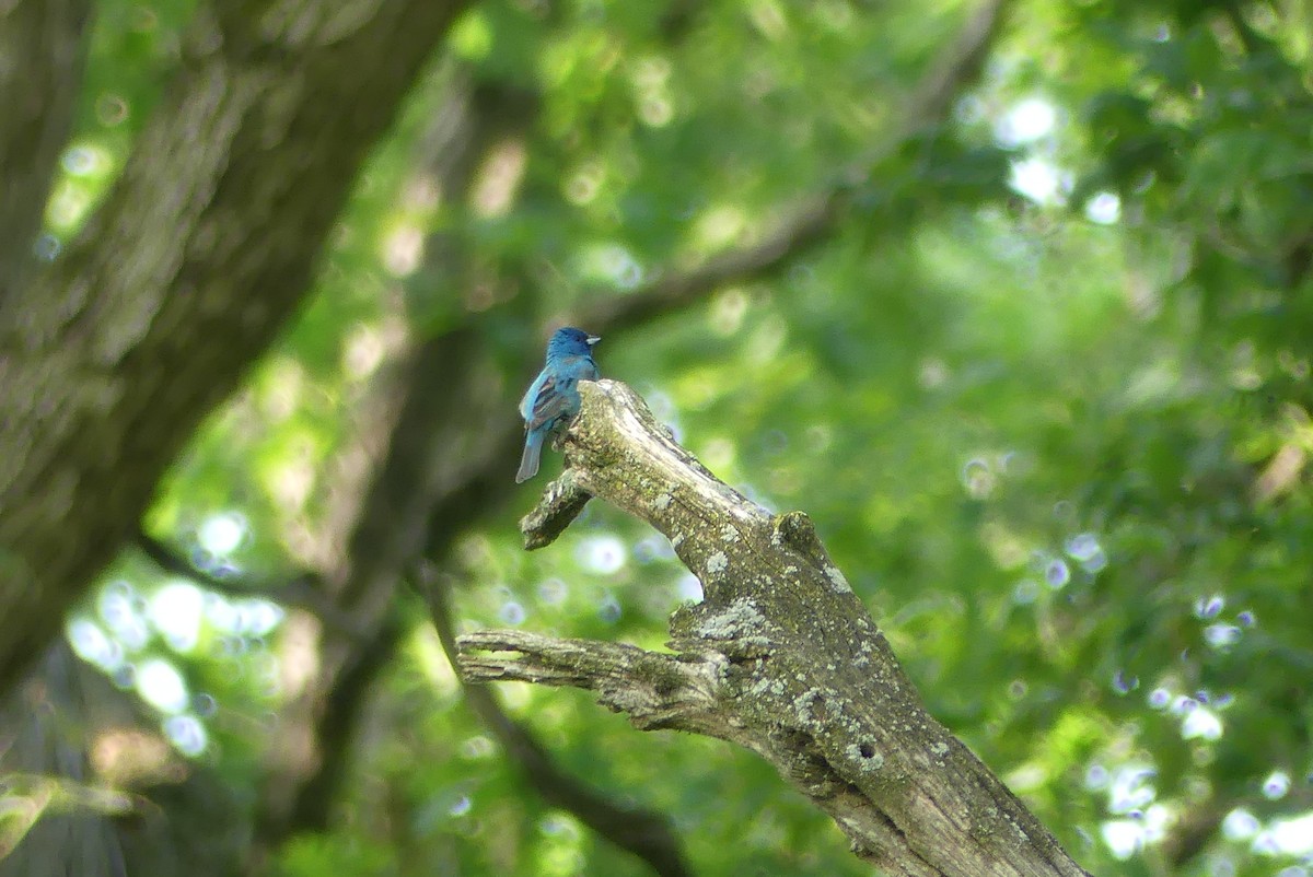 Indigo Bunting - Anonymous