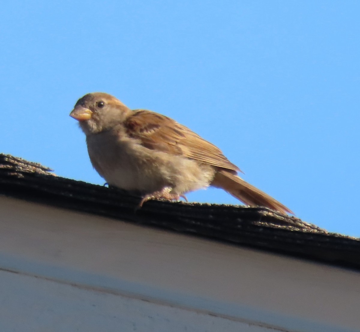 House Sparrow - ML620487690