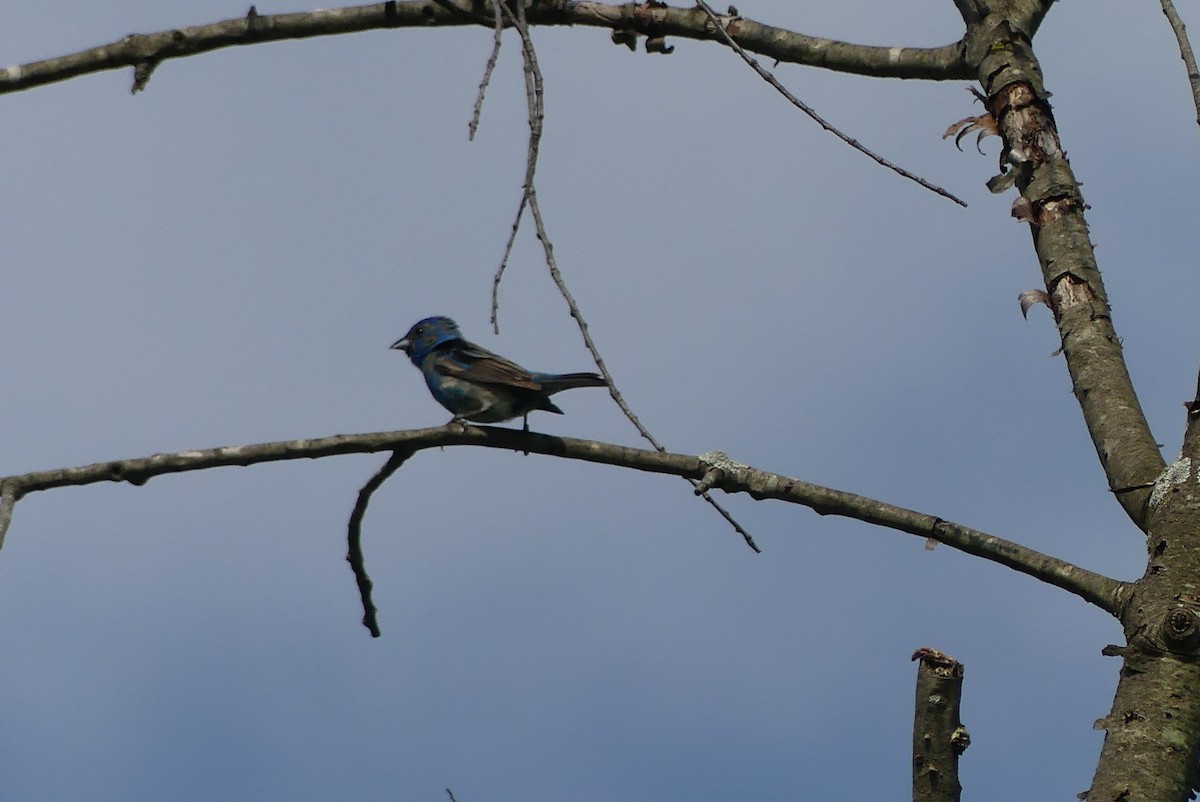 Indigo Bunting - ML620487693