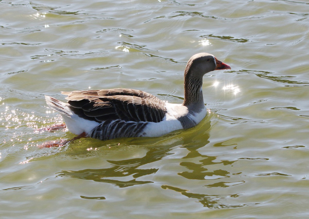 Graylag Goose (Domestic type) - ML620487694