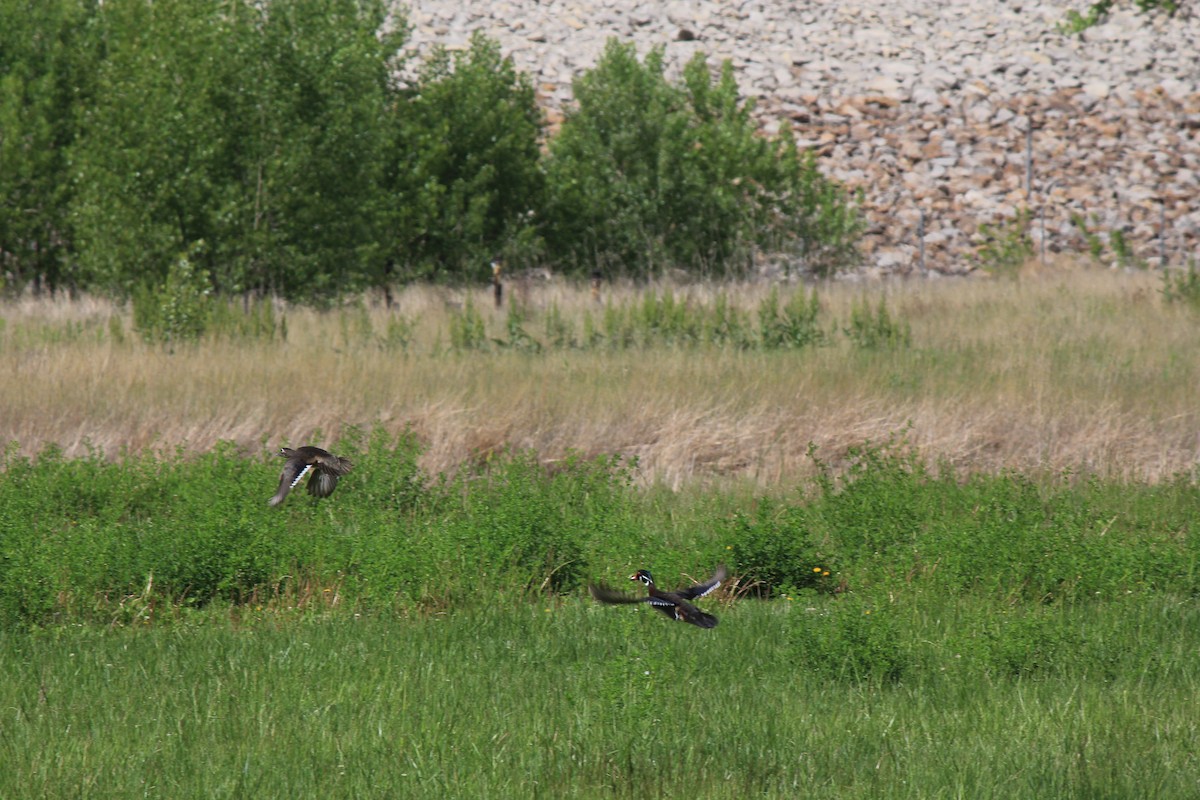 Wood Duck - ML620487704