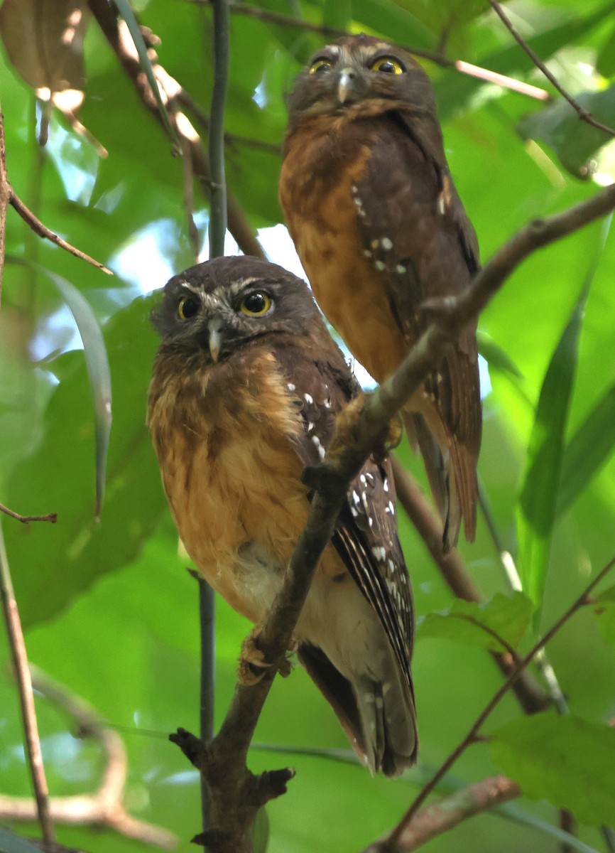 Ochre-bellied Boobook - ML620487709