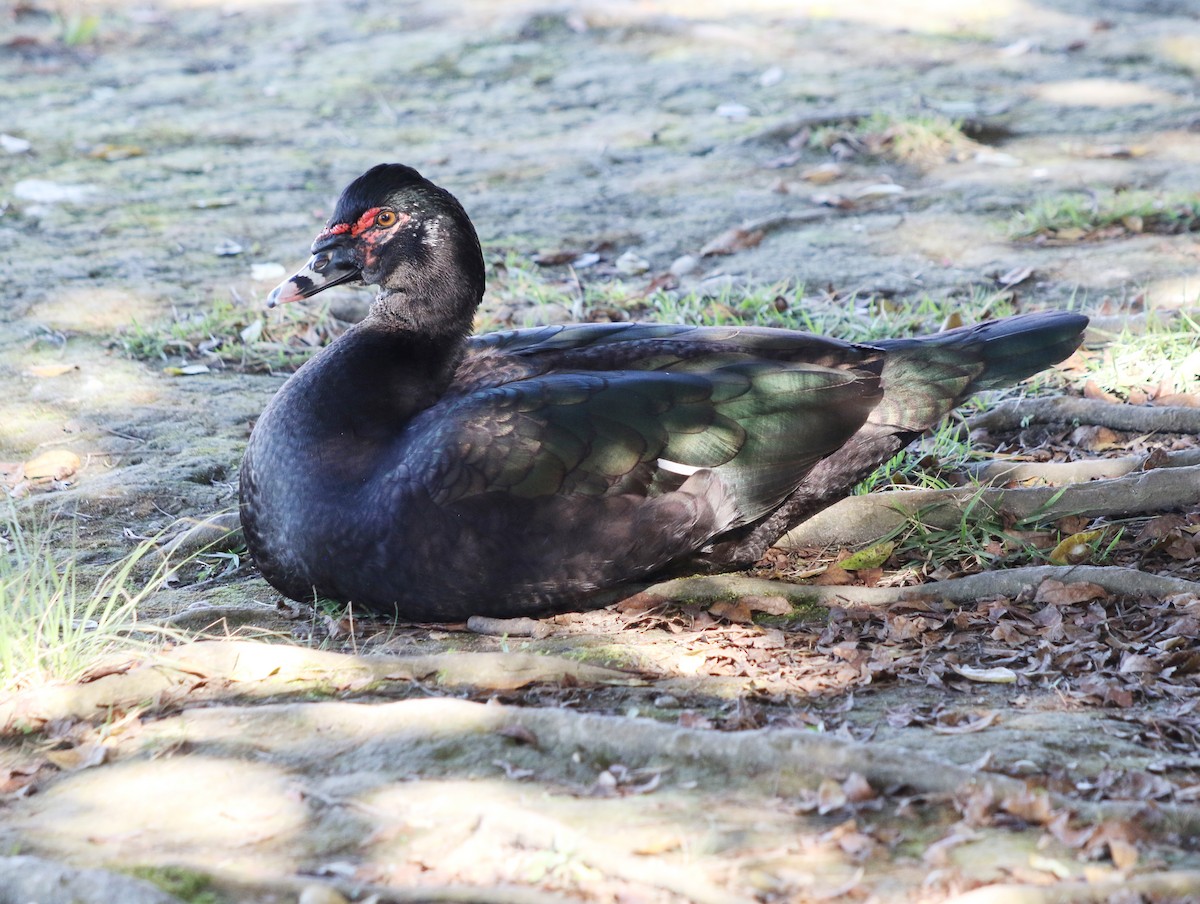 Muscovy Duck - ML620487712