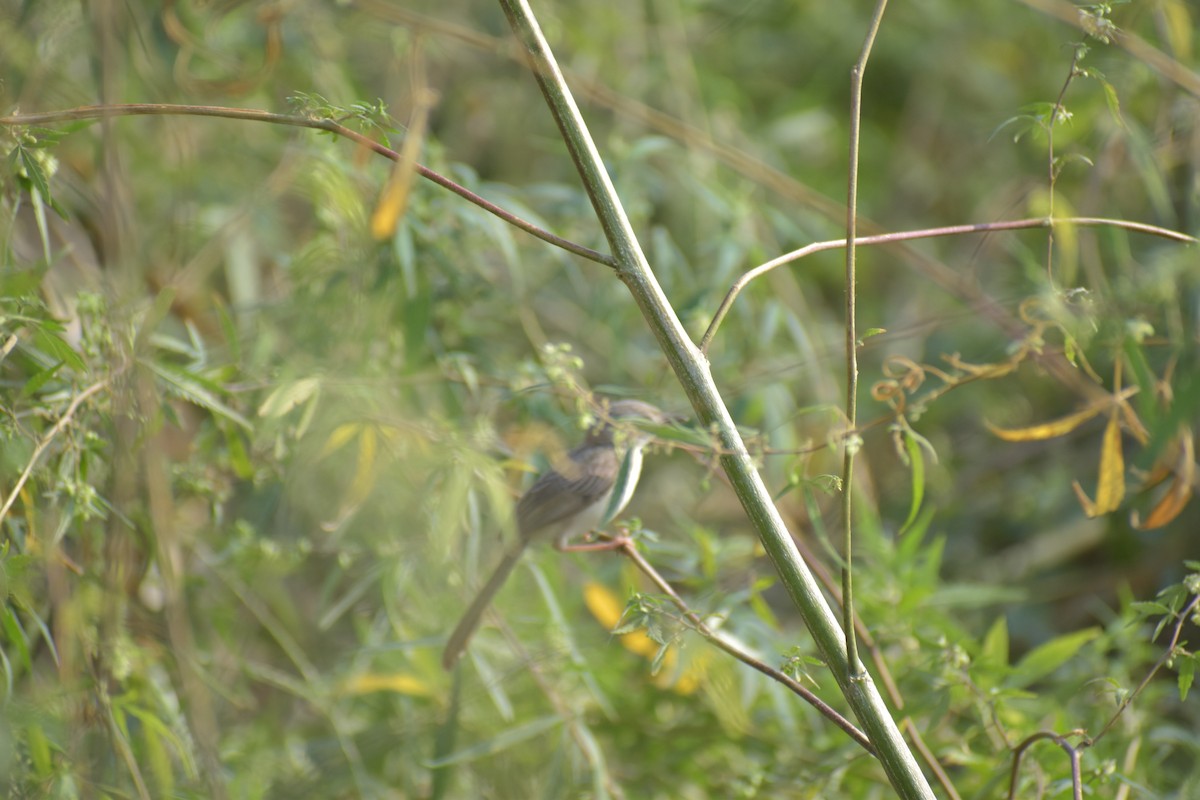 Plain Prinia - ML620487716