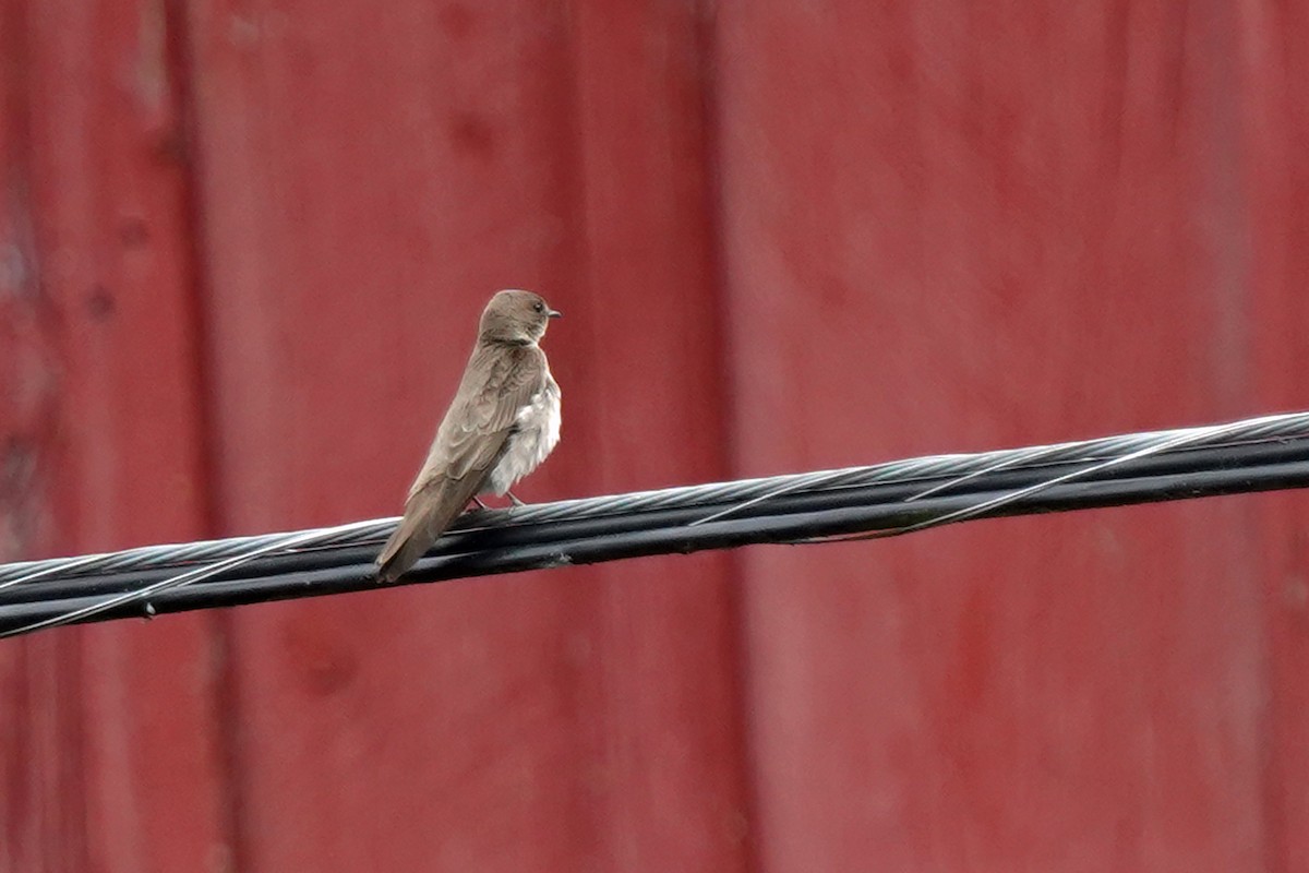 Northern Rough-winged Swallow - ML620487719