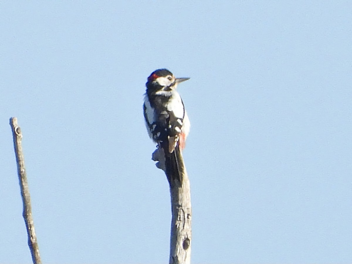 Great Spotted Woodpecker - ML620487732