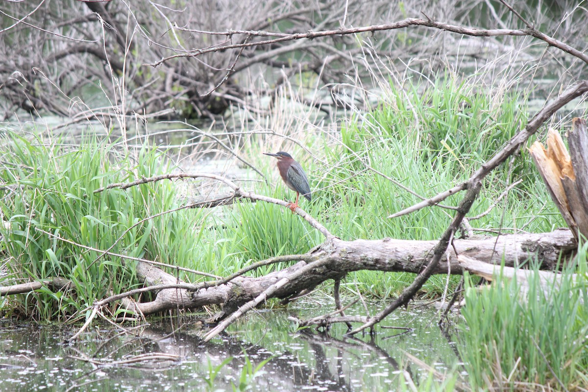 Green Heron - ML620487739