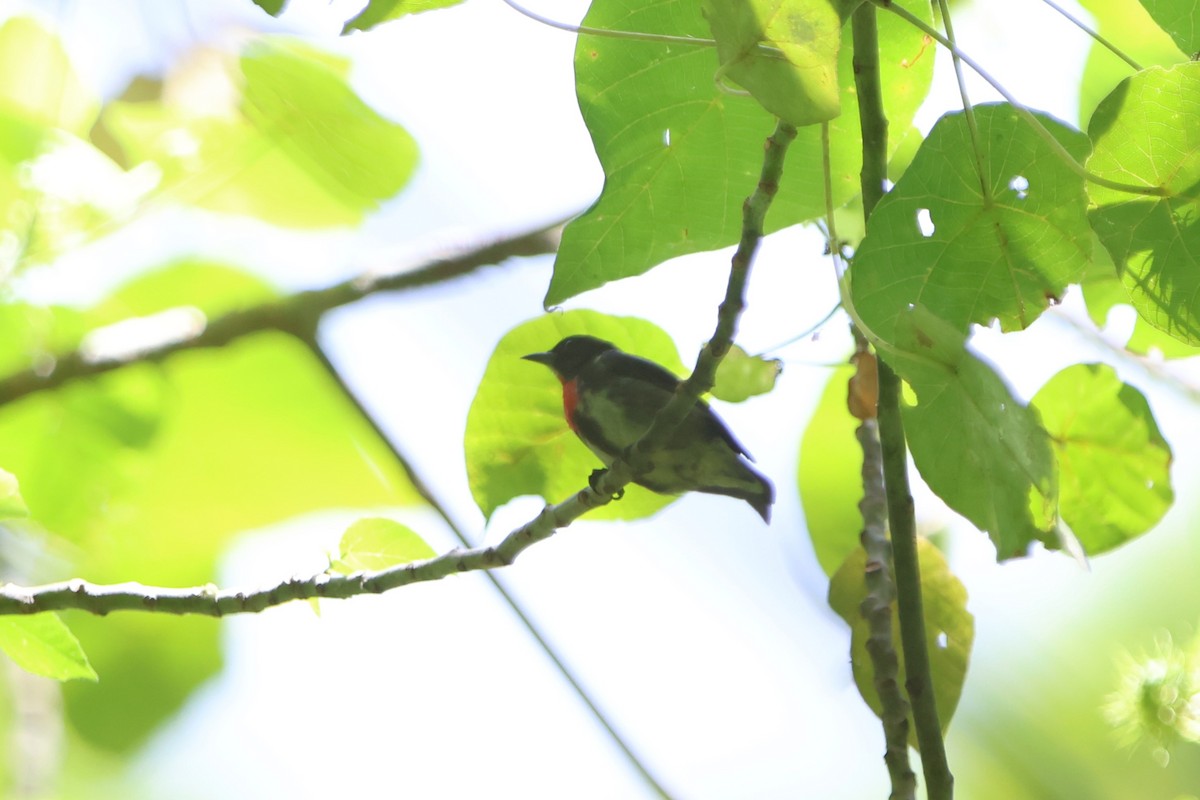 Gray-sided Flowerpecker - ML620487752