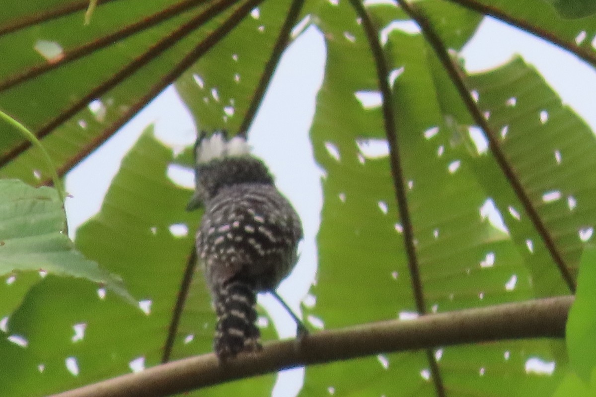 Barred Antshrike - Julio Barquero Elizondo