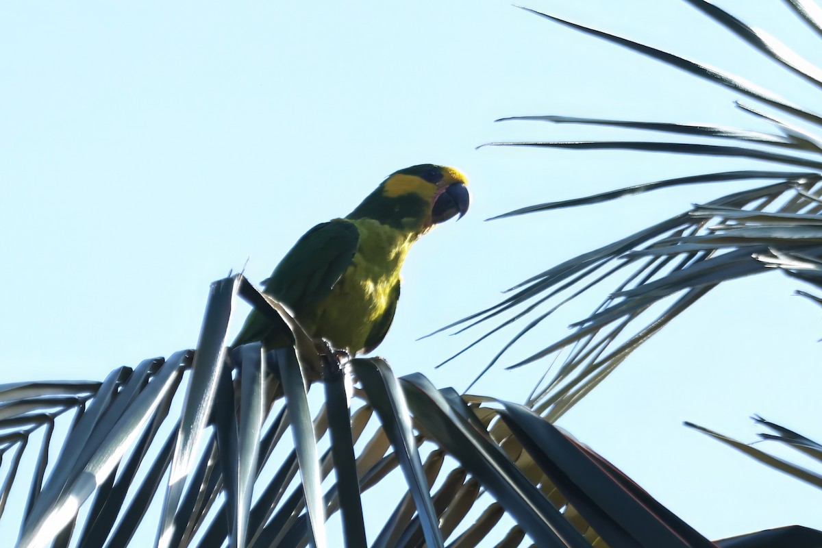 Yellow-eared Parrot - ML620487756