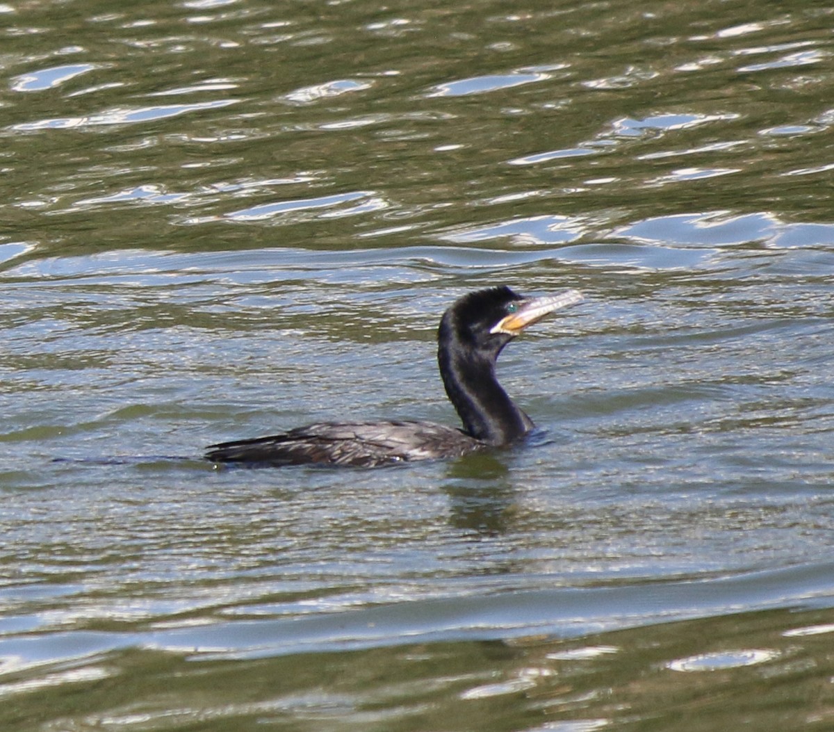 Neotropic Cormorant - ML620487758