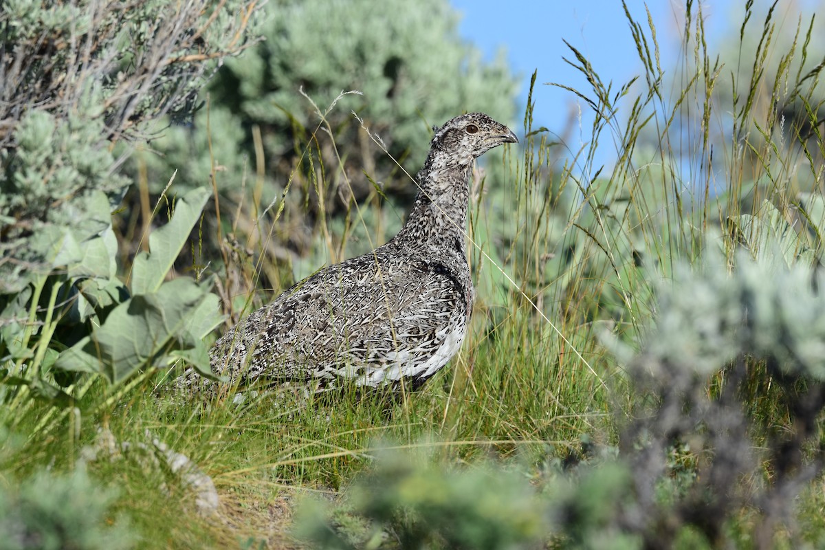 Greater Sage-Grouse - ML620487765