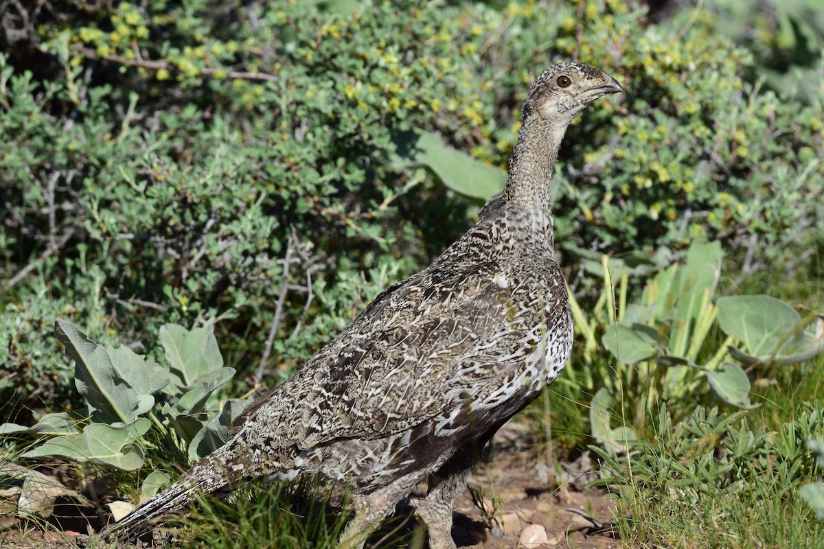 Greater Sage-Grouse - ML620487766