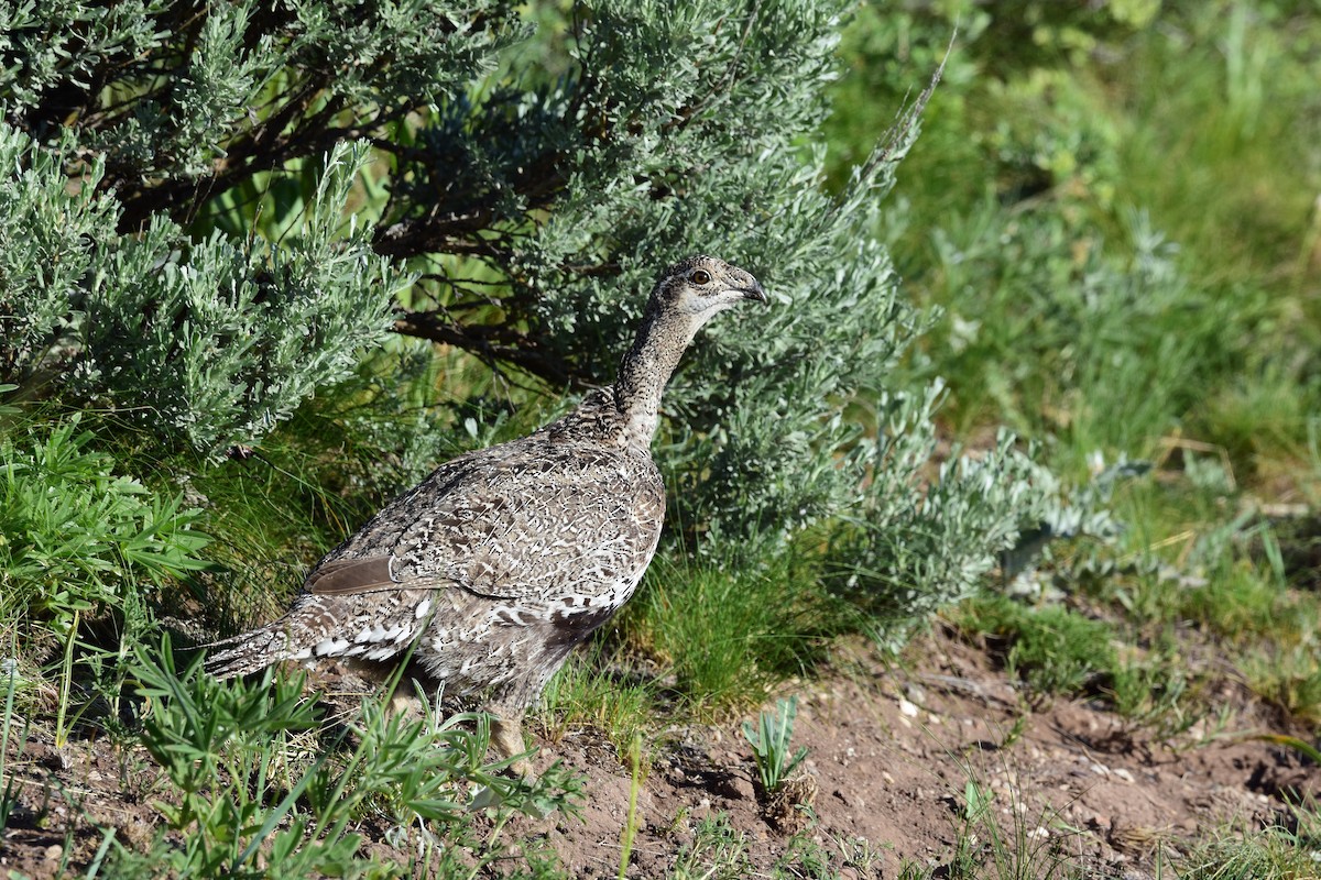 Greater Sage-Grouse - ML620487767