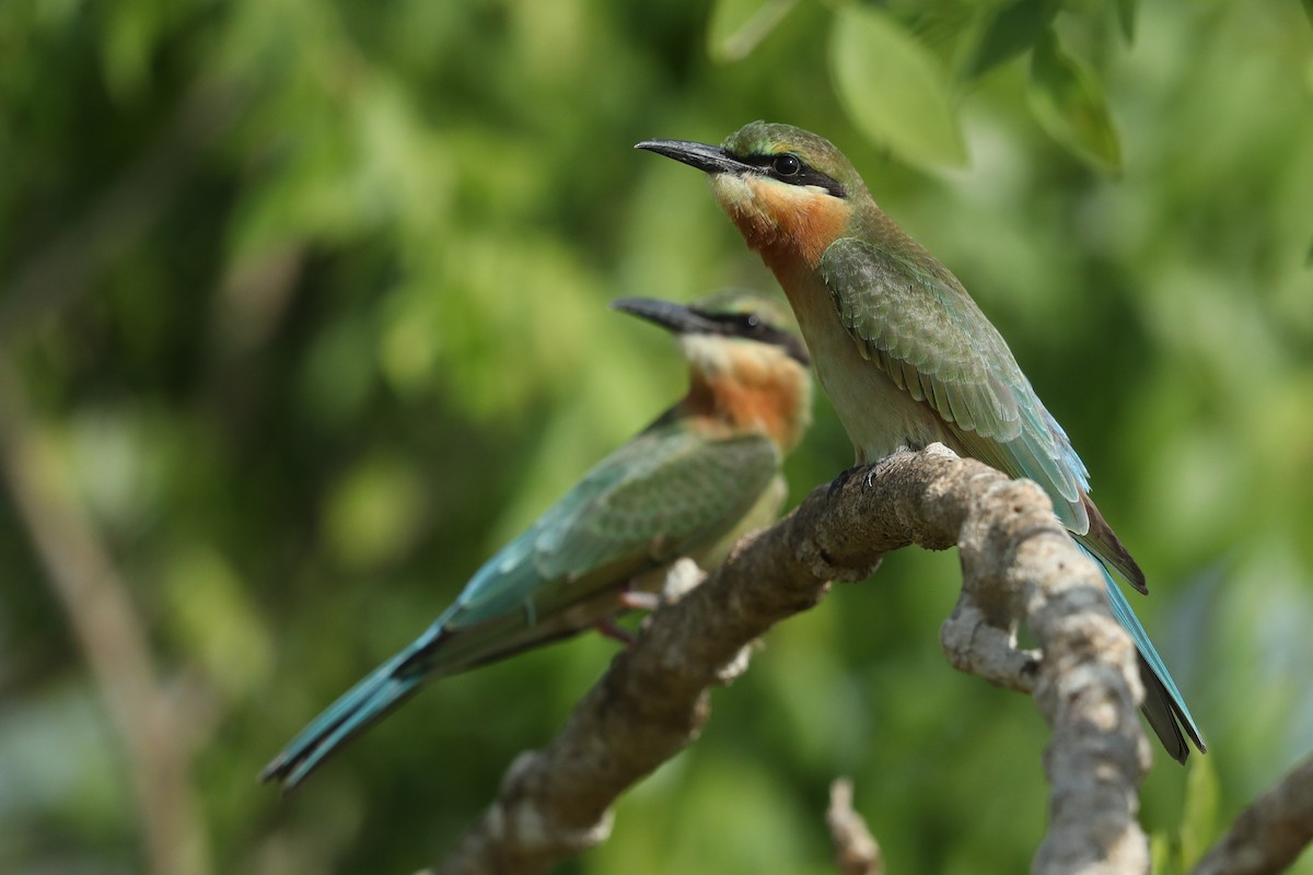 Blue-tailed Bee-eater - ML620487773