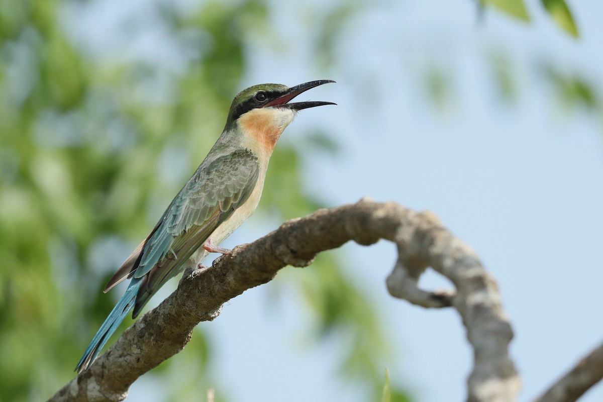Blue-tailed Bee-eater - ML620487774