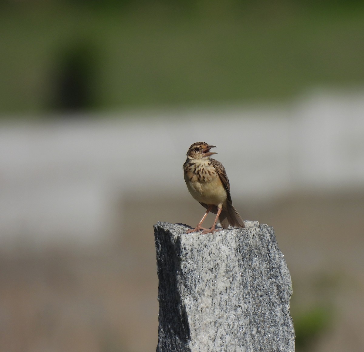 Jerdon's Bushlark - ML620487781