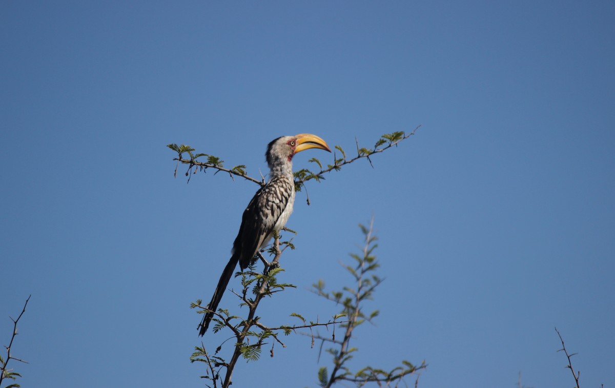 Southern Yellow-billed Hornbill - Mike & Angela Stahl