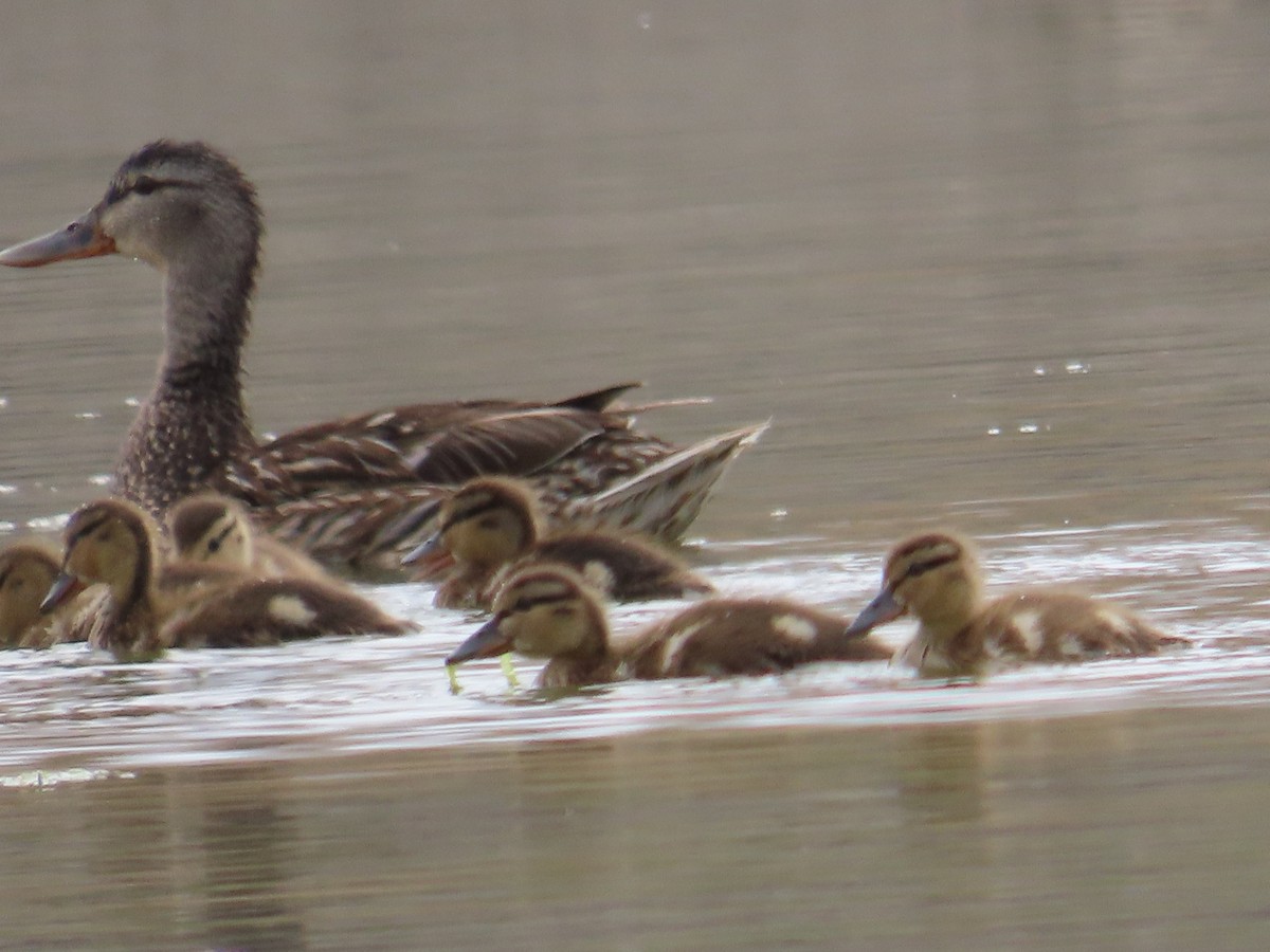 Canard colvert - ML620487787