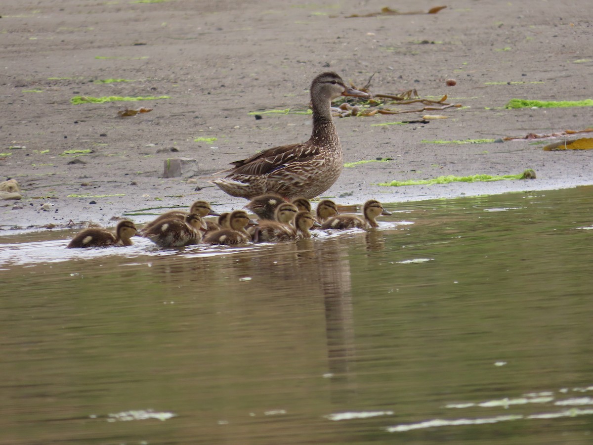 Canard colvert - ML620487788