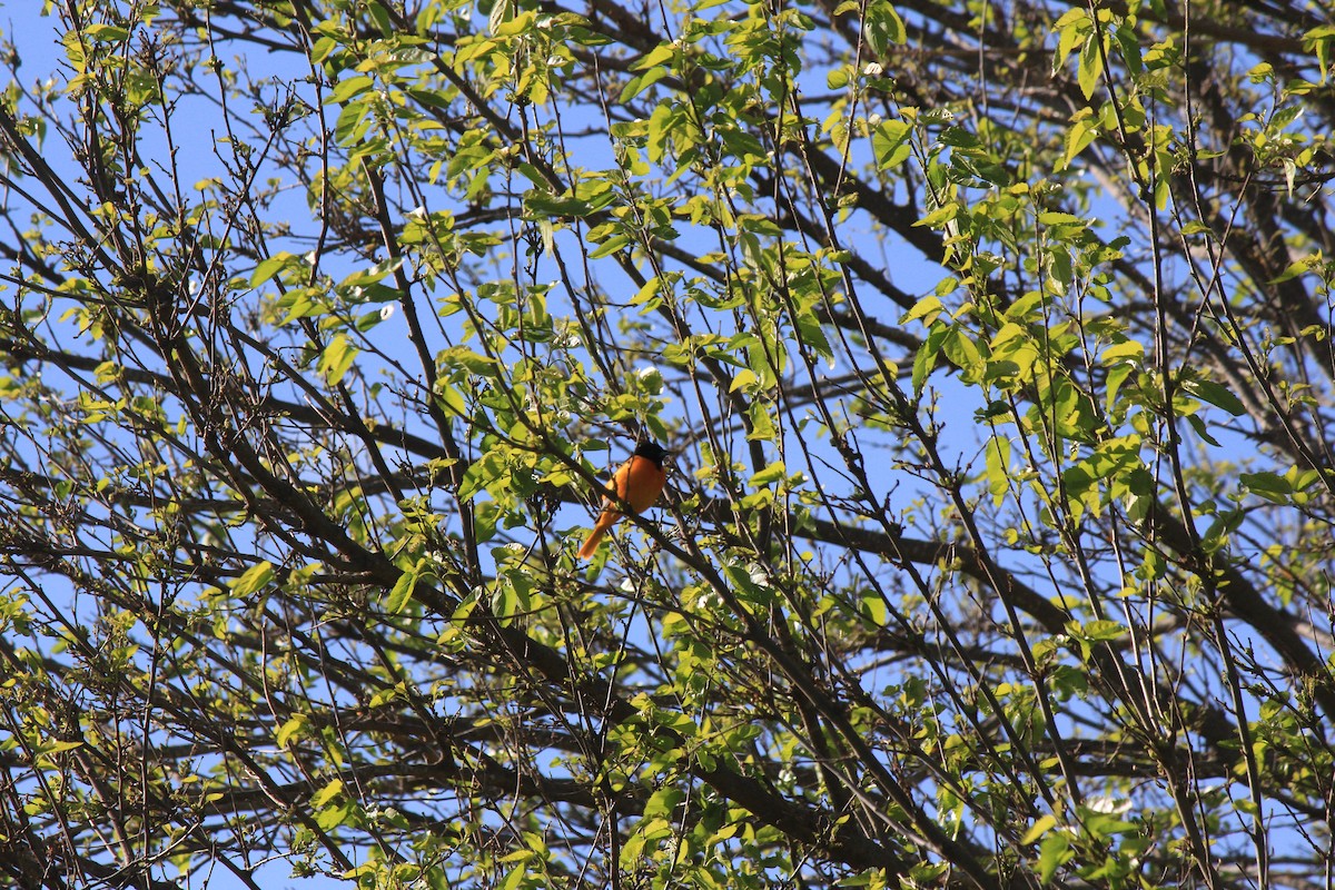 Baltimore Oriole - ML620487792